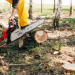 What You Need to Know About Commercial and Utility Tree Care Services