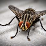 What You Need to Know More about Pest Control 