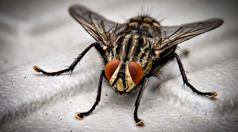 Close up of a fly 800x445 - What You Need to Know More about Pest Control 