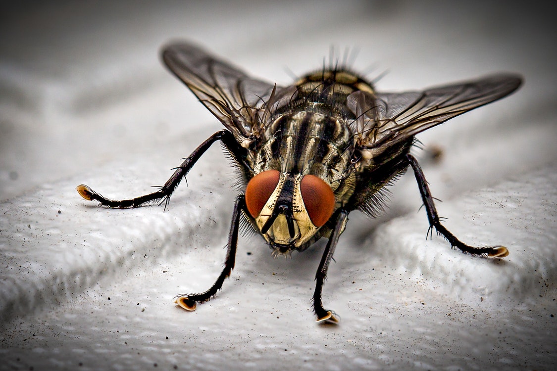 Close up of a fly - What You Need to Know More about Pest Control 