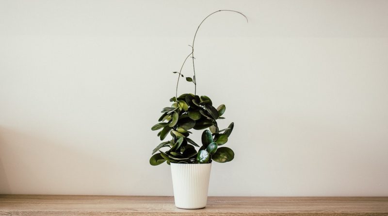 Best Tips For Maintaining Healthy Houseplants