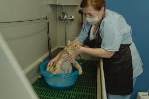 a veterinary professional bathes a cat in a clinic setting  showcasing care and support 300x200 - a veterinary professional bathes a cat in a clinic setting_ showcasing care and support..jpg